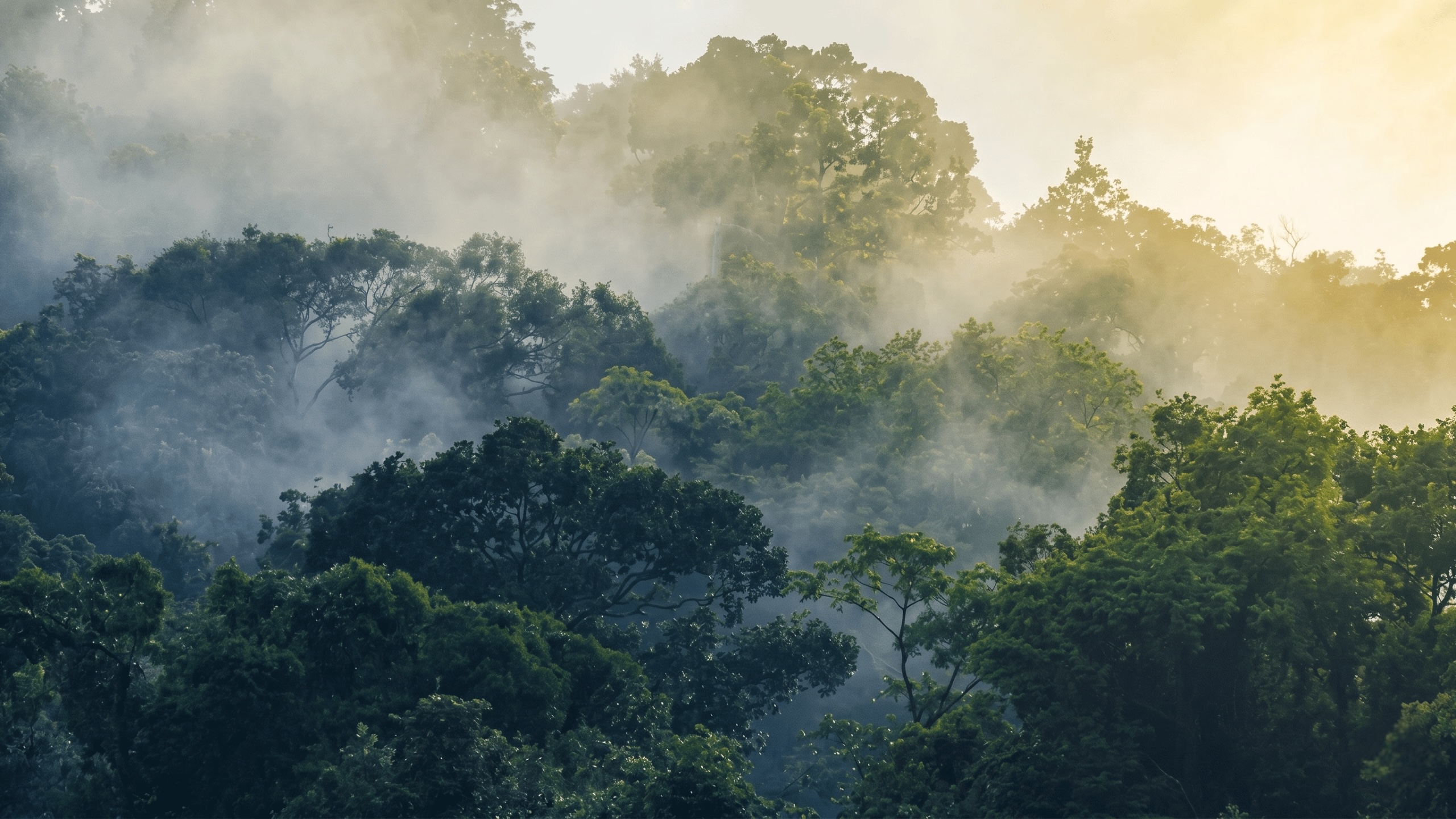 Forest landscape