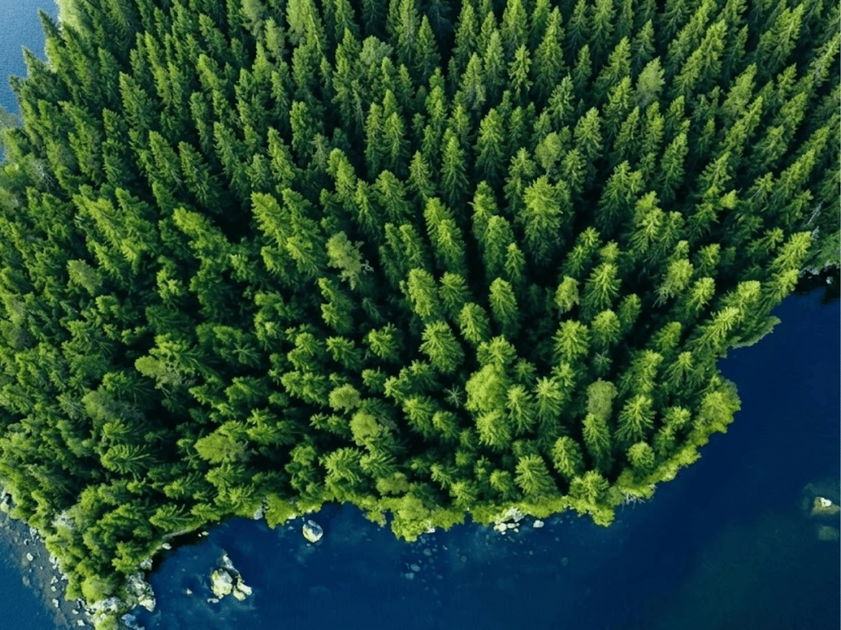 Environmental — Protected forest ecosystem